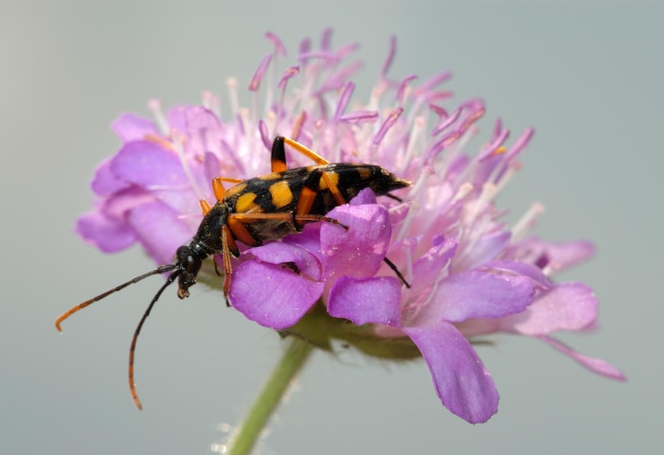 Foto bockkäfer auf einer blume