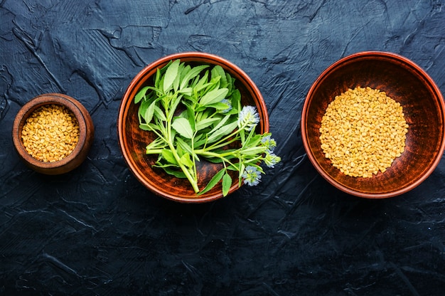 Bockshornkleesamen mit frischer Pflanze. Kräutermedizin. Bockshornkleeblätter mit Blumen