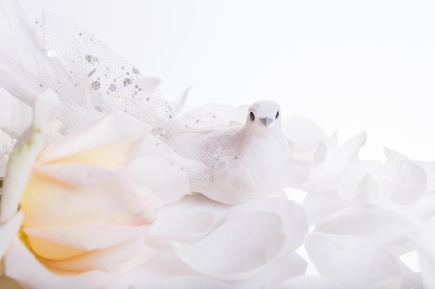 Boda romántica fondo paloma blanca y rosa blanca un símbolo de paz y amor