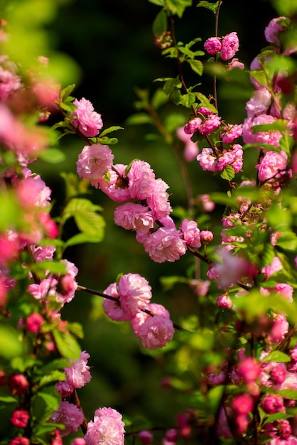 Boda romántica o fondo de tarjeta de regalo con flores de sakura en primavera Hermosas flores rosas suaves bajo la luz del sol