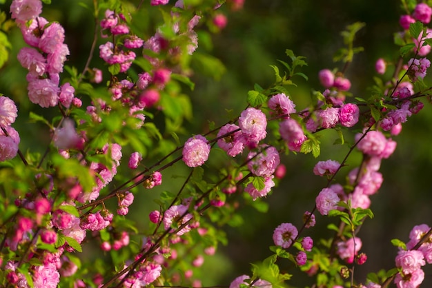 Boda romántica o fondo de tarjeta de regalo con flores de sakura en primavera Hermosas flores rosas suaves bajo la luz del sol