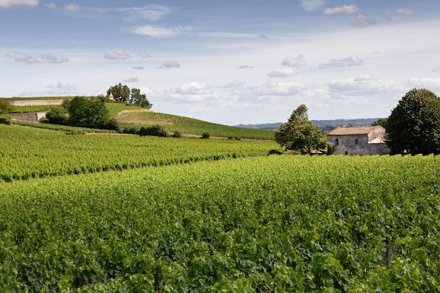 Bodega y vides en el pueblo francés de St Emilion