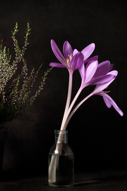 Bodegón con azafranes y lavanda en el viejo estilo. Azafranes morados en un frasco de vidrio