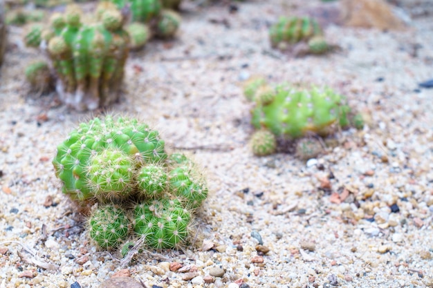 Bodegón disparo de cerca del pequeño grupo de cactus verde