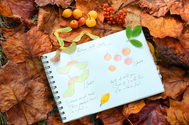 Bodegón elaborado con frutos silvestres otoñales y un cuaderno con dibujos de frutos de arce