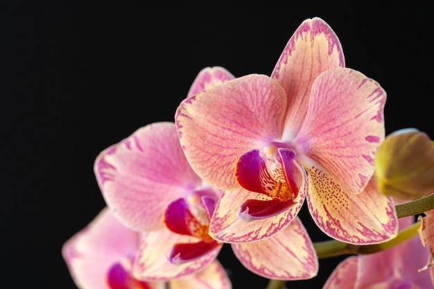 Bodegón con hermosas flores de orquídeas