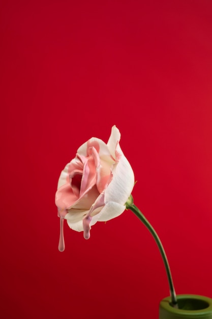 Foto bodegón con hojas y flores de colores