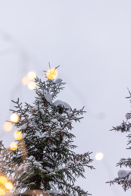 Foto bodegón de invierno de árboles de navidad en la nieve.