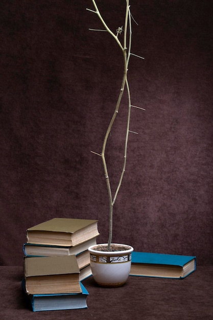 Bodegón con libros y una planta seca en una maceta