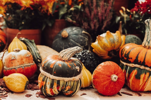 Bodegón otoñal con calabazas de colores y flores de temporada