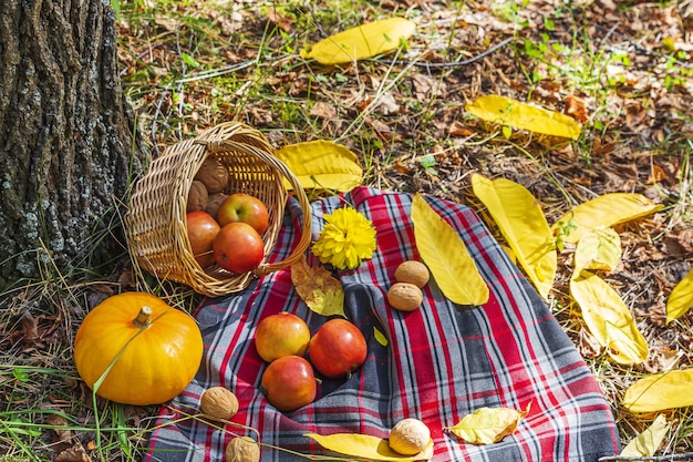 Bodegón otoñal con cuadros escoceses, cesta de mimbre, manzanas, calabaza y nueces. picnic de otoño