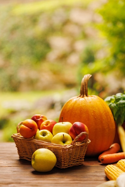 Bodegón de otoño con calabaza, manzanas, melocotón, maíz, zanahorias, arbusto de albahaca y cesta de mimbre sobre una mesa de madera sobre un fondo natural