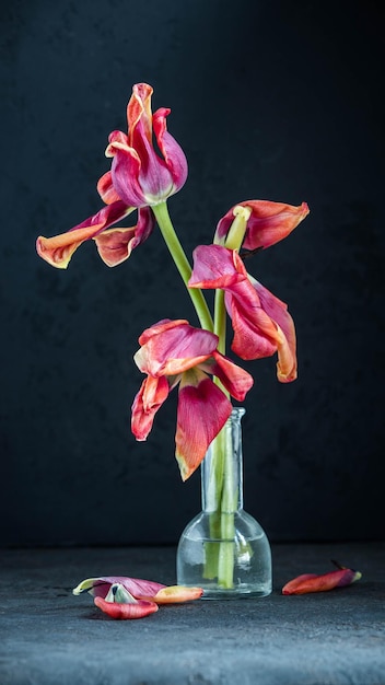 Foto bodegón con tulipanes marchitos fine art