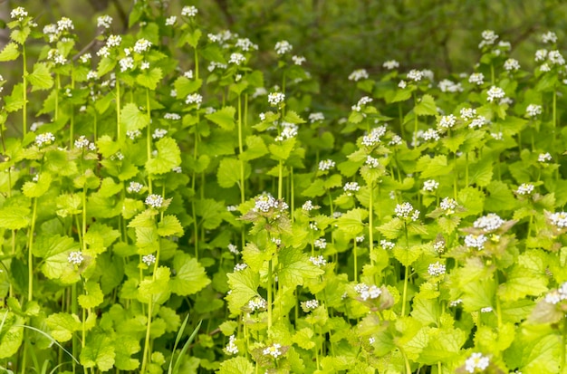 Bodenbedeckte Vegetation