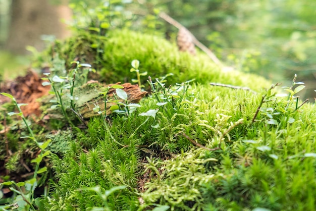 Bodenbedeckte Vegetation