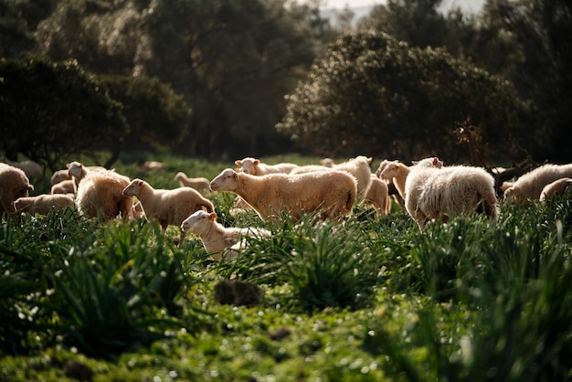 Bodenebene einer Schafherde, die an einem hellen Sommertag auf dem Land auf grasbewachsenen Feldern vor hohen Bäumen weidet