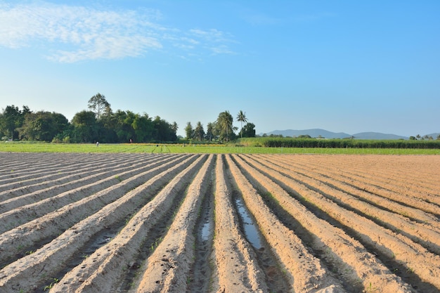 Bodenlinien, die von Traktoren hergestellt werden, haben blauen Himmel und Berghintergrund, Landwirtschaft in Thailand