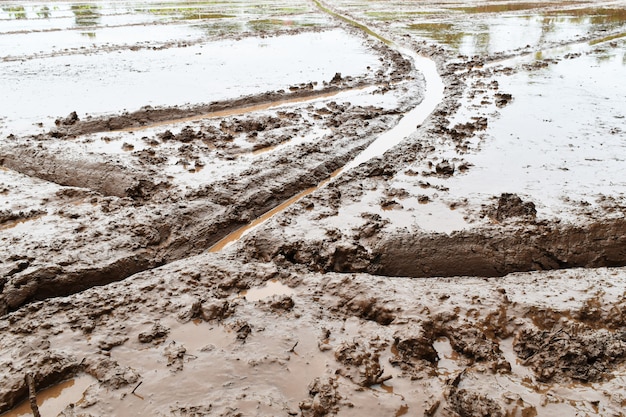 Bodenschlamm auf dem Reisgebiet bereiten sich für Betriebsreis in der Landwirtschaft vor