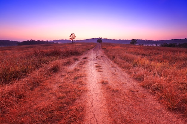 Bodenweg mit Feld morgens an Thung Kamang-Naturpark, Chaiyaphum, Thailand