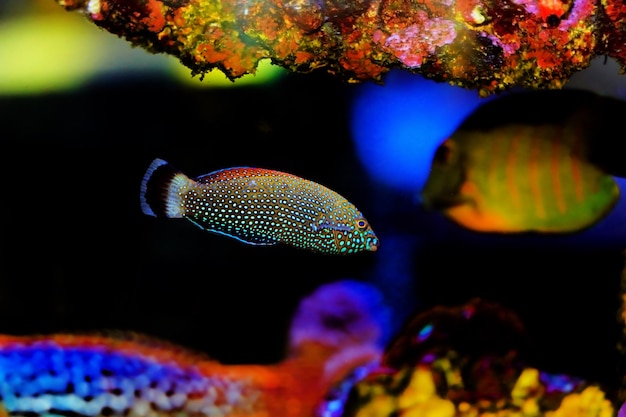 Bodião-de-mancha-azul - Anampses Caeruleopunctatus