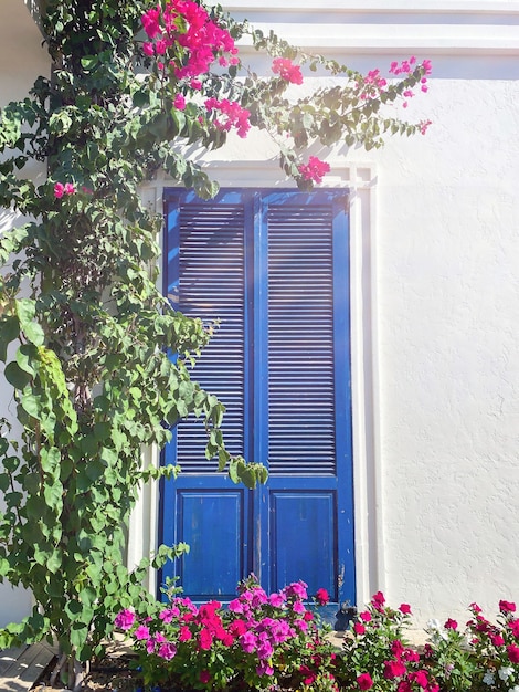 BODRUM, TURQUIA. Flores de buganvílias rosa e velha porta azul na casa branca em Bodrum. Casa tradicional de Bodrum.