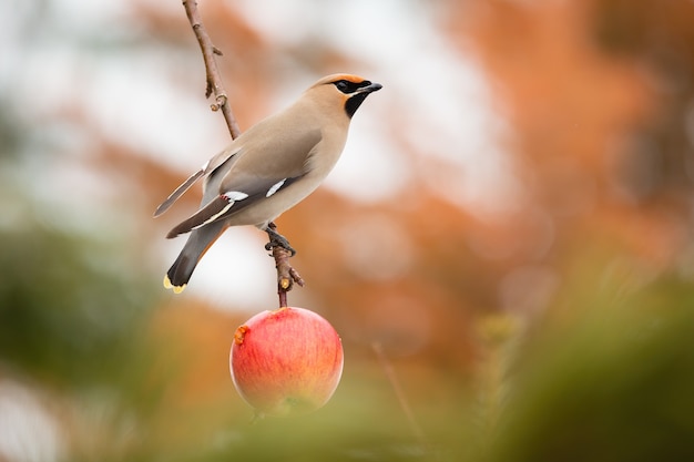 Böhmischer seidenschwanz, der auf apfelbaum im garten sitzt