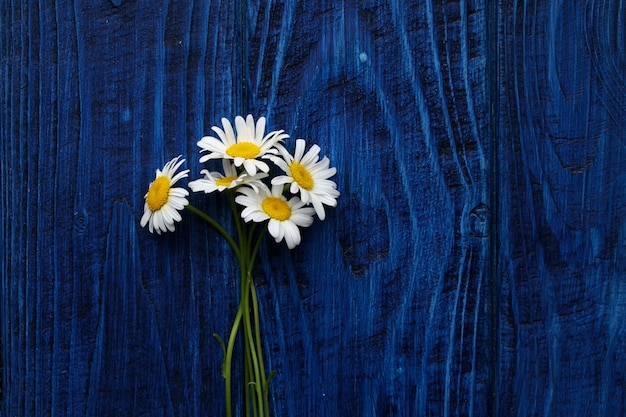 Boequet de cinco margaritas silvestres en el fondo de madera azul con espacio para copiar texto