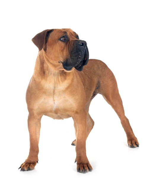 Boerboel africano em estúdio