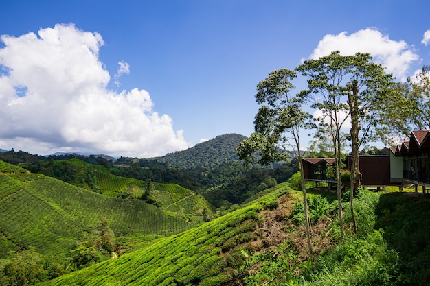 Foto boh tea plantation cameron highland - esplendor escénico con su belleza natural.