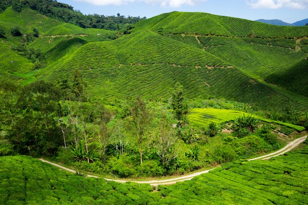 Foto boh tea plantation cameron highland - szenische pracht mit ihrer starken natürlichen schönheit.