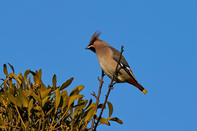 Bohemian waxwing Bombycilla garrulus