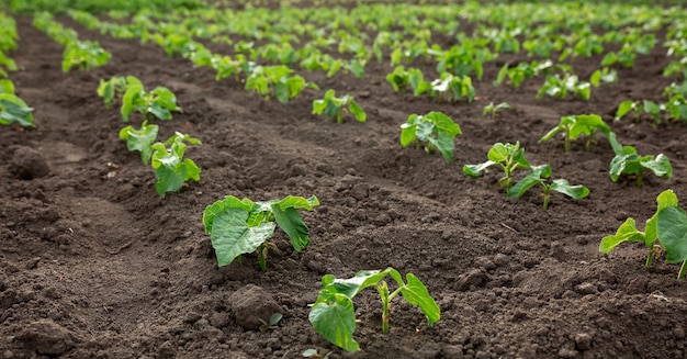 Bohnen auf Sämlinge gepflanzt Gemüsegarten Landwirtschaft ländliches Geschäft