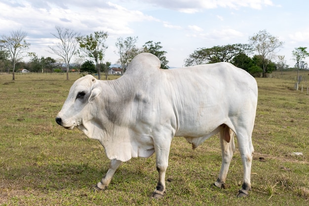 Boi nelore no pasto da fazenda