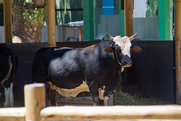 Boi no celeiro do curral de uma fazenda brasileira.