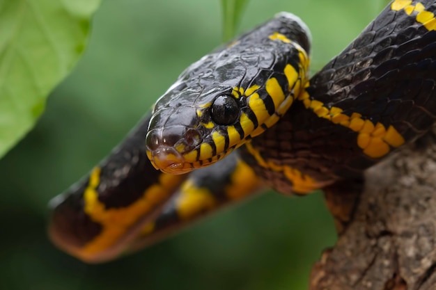 Boiga cobra dendrófila com anéis amarelos Cabeça de Boiga dendrófila