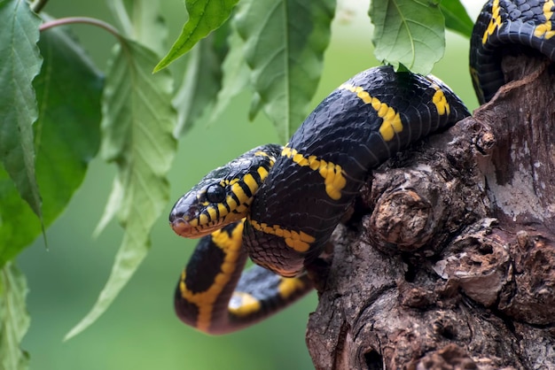 Boiga cobra dendrophila com anéis amarelos cabeça de boiga dendrophila animal closeup ataque animal