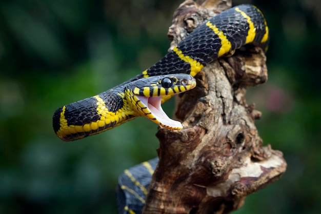 Boiga cobra dendrophila com anéis amarelos Cabeça de Boiga dendrophila