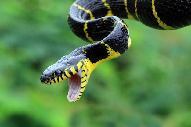 Boiga cobra dendrophila com anéis amarelos Cabeça de Boiga dendrophila