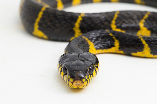 Boiga dendrophila comumente chamada de cobra do manguezal ou cobra-gato com anel de ouro em fundo branco