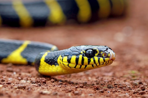 Boiga dendrophila, gelbe Ringschlangen