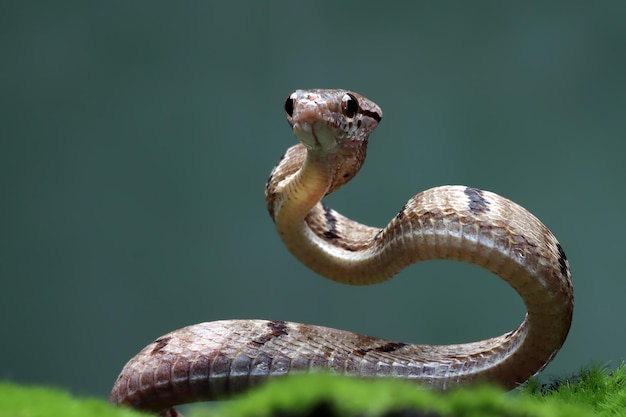 Boiga multo maculata cobra closeup em fundo natural Boiga multo maculata closeup