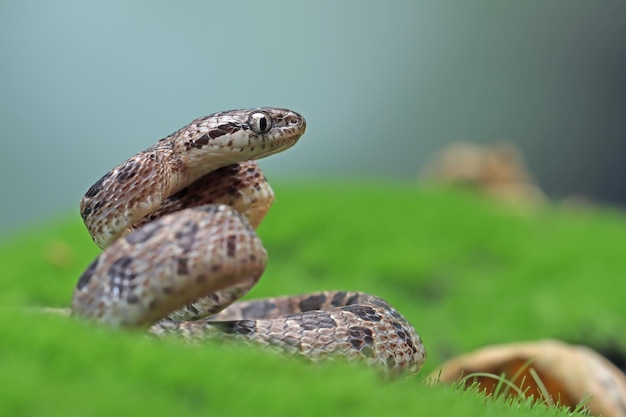 Boiga multo maculata Schlange Nahaufnahme auf natürlichem Hintergrund Boiga multo maculata Nahaufnahme