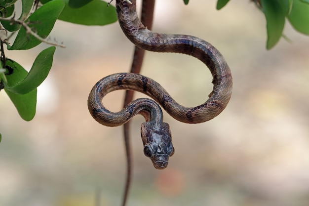 Boiga multo maculata serpiente closeup en rama, Boiga multo maculata closeup