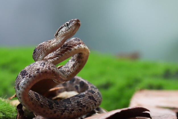 Boiga multo maculata serpiente closeup sobre fondo natural Boiga multo maculata closeup