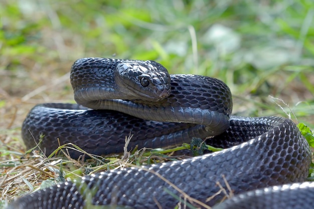 Boiga negra enfadada