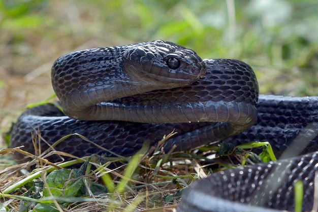 Boiga negra enfadada