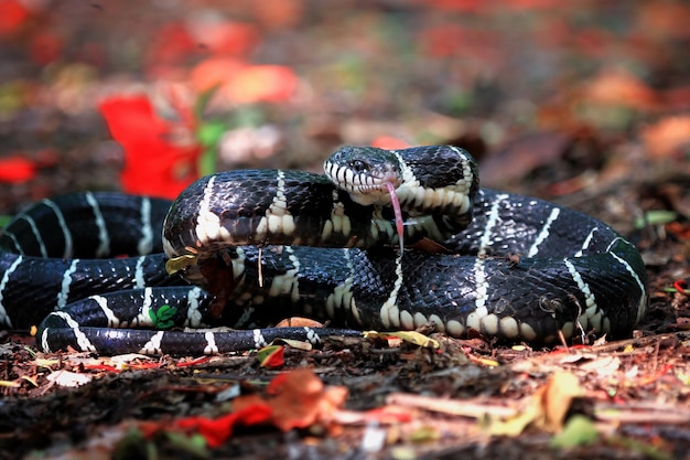 Boiga-Schlange bereit, Boiga dendrophila-Tiernahaufnahme anzugreifen