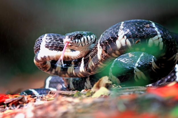 Boiga-Schlange bereit, Boiga dendrophila-Tiernahaufnahme anzugreifen