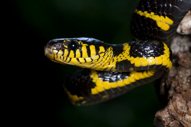 Boiga-Schlange Dendrophila gelb beringt auf Holz