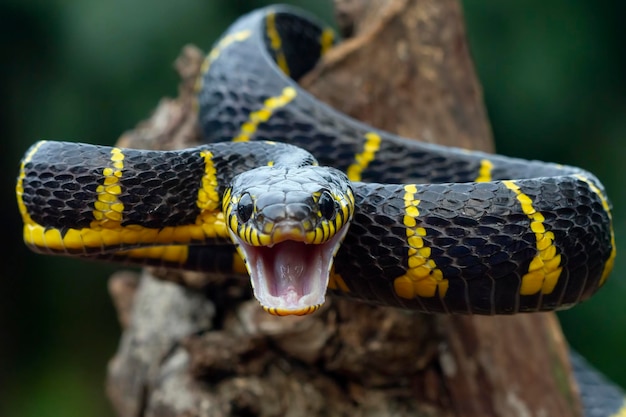 Boiga serpiente dendrophila cabeza anillada amarilla de Boiga dendrophila animal closeup